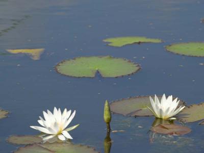 Lillies