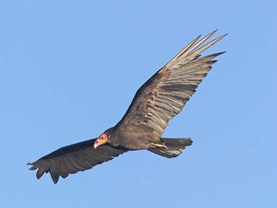 Savanna Vulture