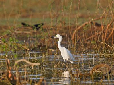 Snowy Egret