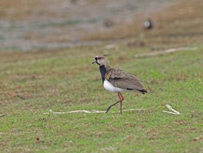 Southern Lapwing #2