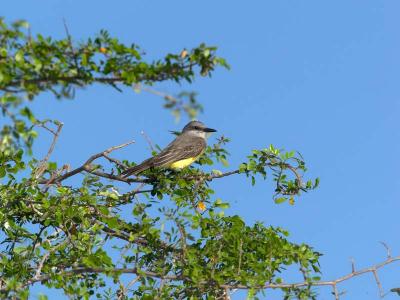 Tropical Kingbird