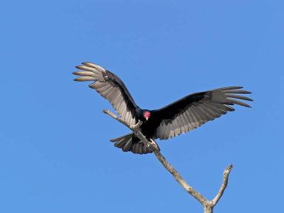 Turkey Vulture