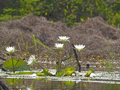 Water Lilies