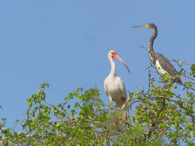 White Ibis and Tri-Color Heron