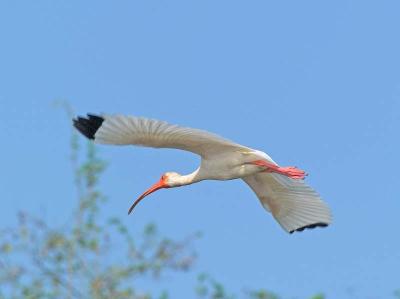 White Ibis