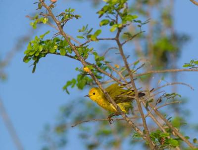 Yellow Warbler