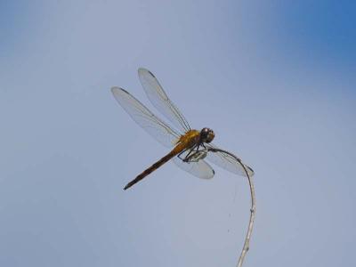 Dragonfly