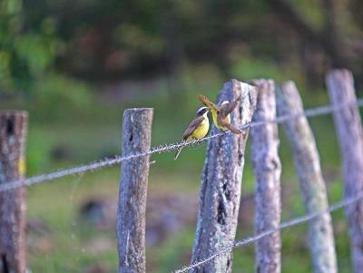 Social Flycatchers