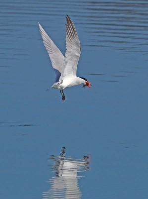 Caspian Tern with Lunch _4272950-01.jpg
