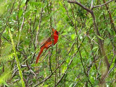 Cardinal