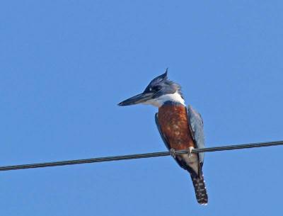 Ring Kingfisher