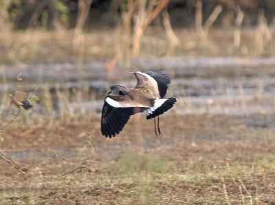 Southern Lapwing