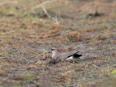 Southern Lapwing