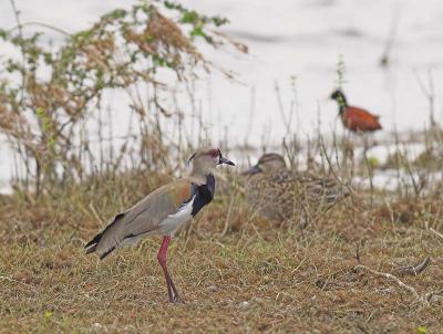 Southern Lapwing