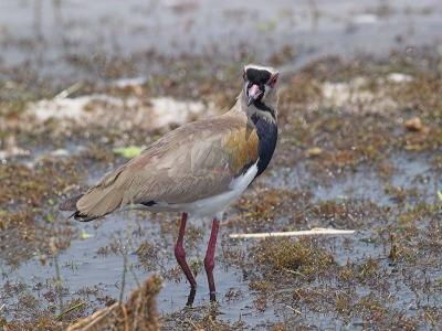 Southern Lapwing