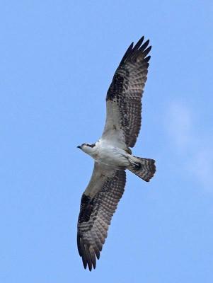 Osprey