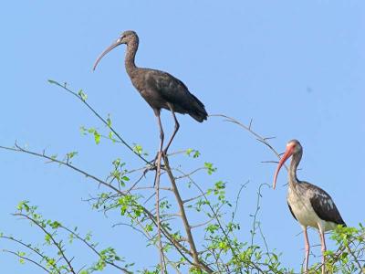 White Ibis