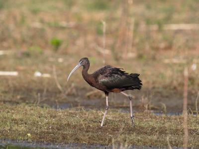 Glossy Ibis