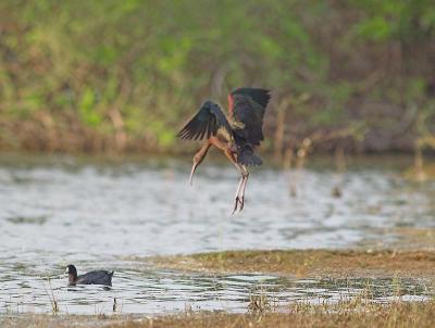 Glossy Ibis