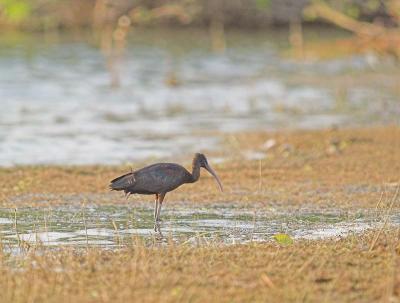 Glossy Ibis