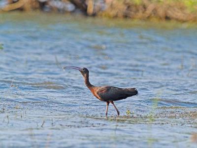 Glossy Ibis