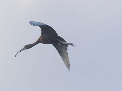 Glossy Ibis