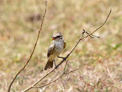 Baby Vermillion Flycatcher