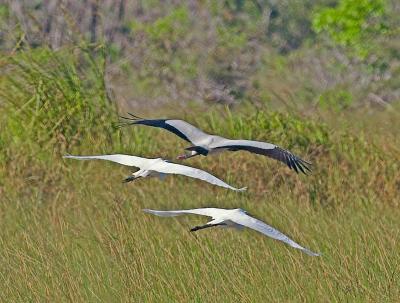 Stork  & Egrets
