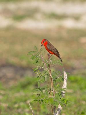 Vermillion Flycatcher