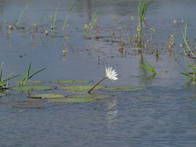 Lily Patch