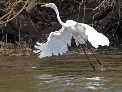 Great Egret