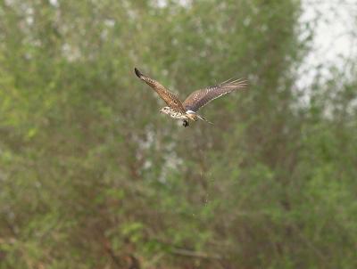 Female Snail Kite