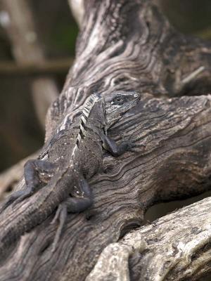 Young Black Iguana