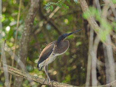 g4/76/426376/3/59550406.JuvenileAgamiHeron_419244301.jpg
