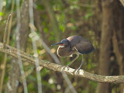 g4/76/426376/3/59550407.JuvenileAgamiHeron_419245501.jpg