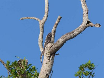 Black Iguana