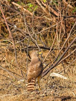 Roadside Hawk, hiding in plain sight