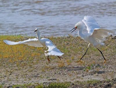 Territorial Dispute _5111094-01.jpg