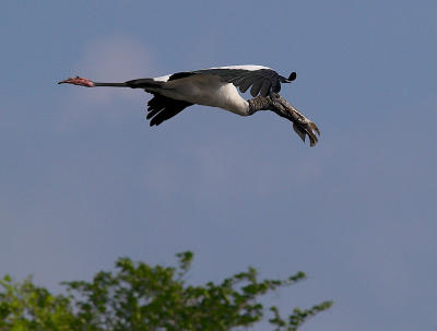 Wood Stork with fish _5294405-01.jpg