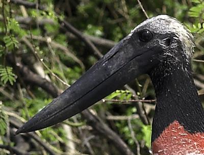 Jabiru _5294506-01.jpg