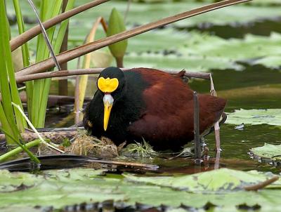 Northern Jacana _5251361-01.jpg