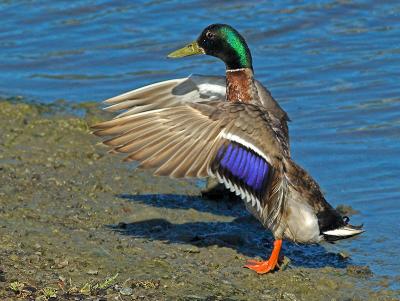 Mallard, eclipse _6232028-01C.jpg