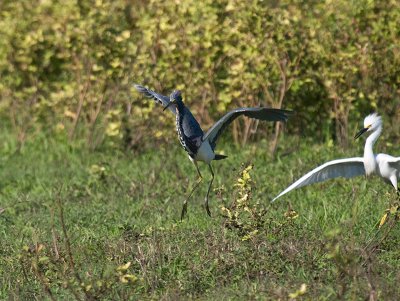Snowy chasing Tricolor Heron PC032243.jpg