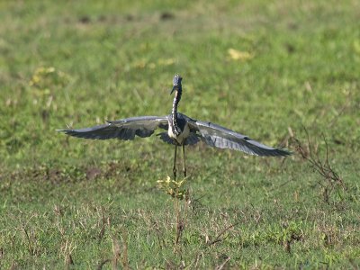 Snowy chasing Tricolor Heron PC032244.jpg