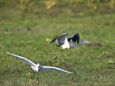 Snowy chasing Tricolor Heron PC032246.jpg