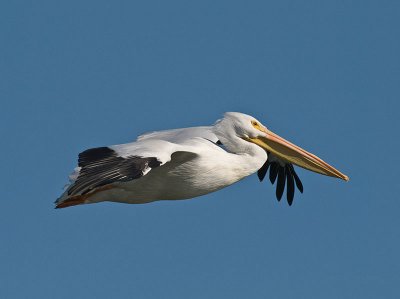 White Pelican PC233159.jpg