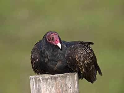 Turkey Vulture PC223119.jpg