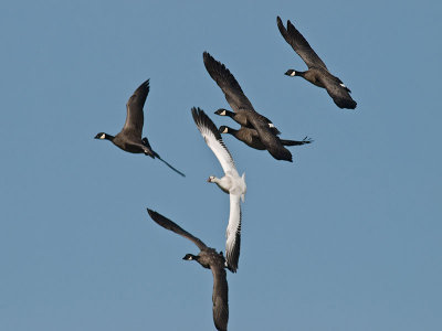 Canada and Ross's Geese PC233164.jpg