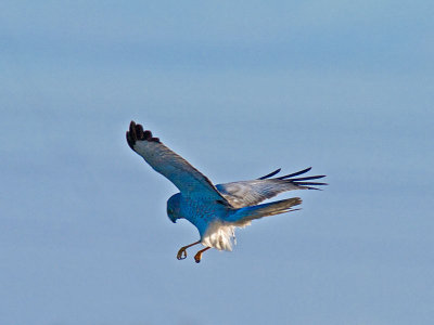 Male Harrier PC243225-2.jpg