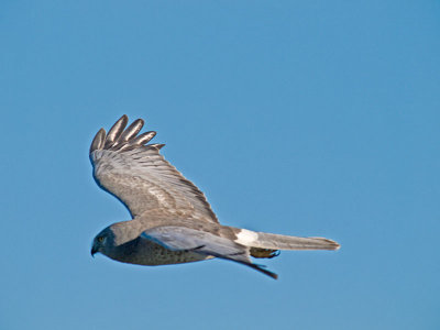 Male Harrier PC243271-2.jpg